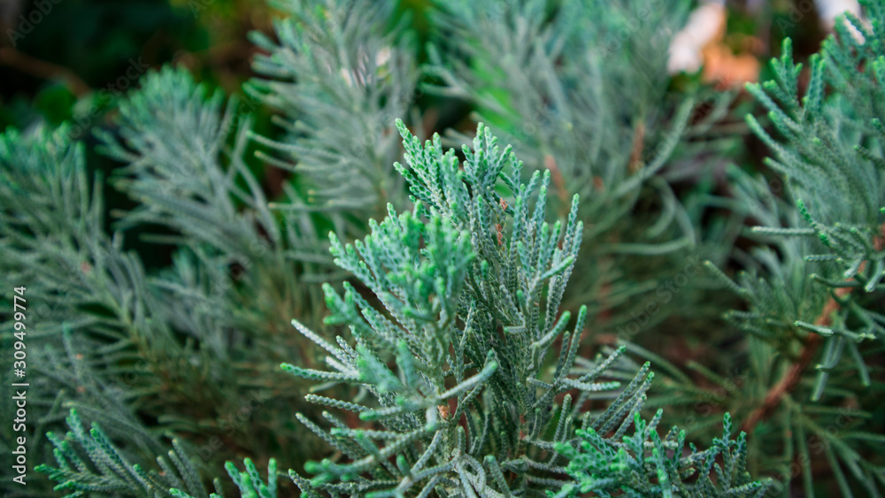 Thuja evergreen tree leaves. Thuja branches close up. Green nature background or Wallpaper Texture Thuja evergreen tree leaves. Thuja branches close up. Green nature background or Wallpaper Texture