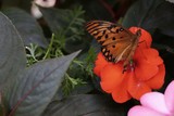 Butterfly, Beauties of my home garden.