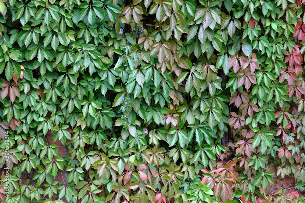 Fototapeta Wild creeper or Partenocissus close-up. Partenocissus with juicy bright green leaves and young shoots on the fence. North American tree deciduous liana for decorating fences and buildings