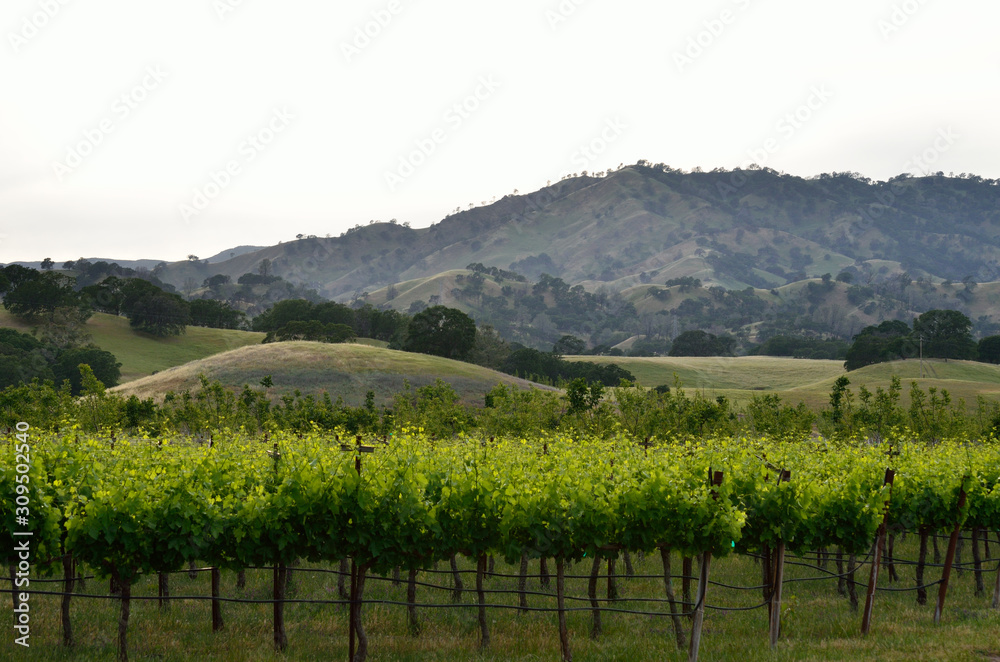 vineyard in California wine country