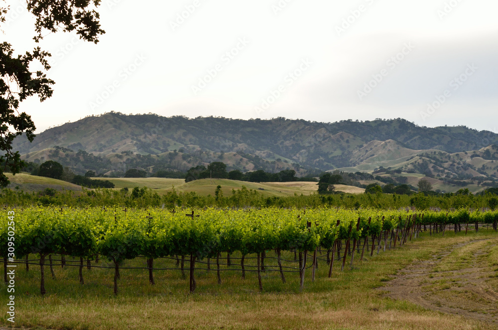 Fototapeta premium vineyard in California wine country