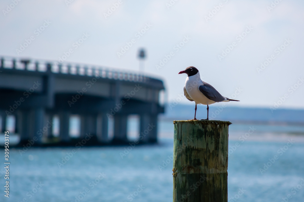 Obraz premium Laughing Gull on Post by Bridge