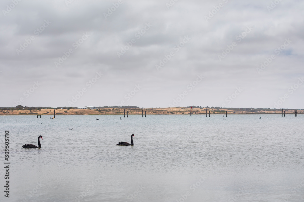 Two black swans paddling in a large estuary near the mouth of the River Murray in Goolwa