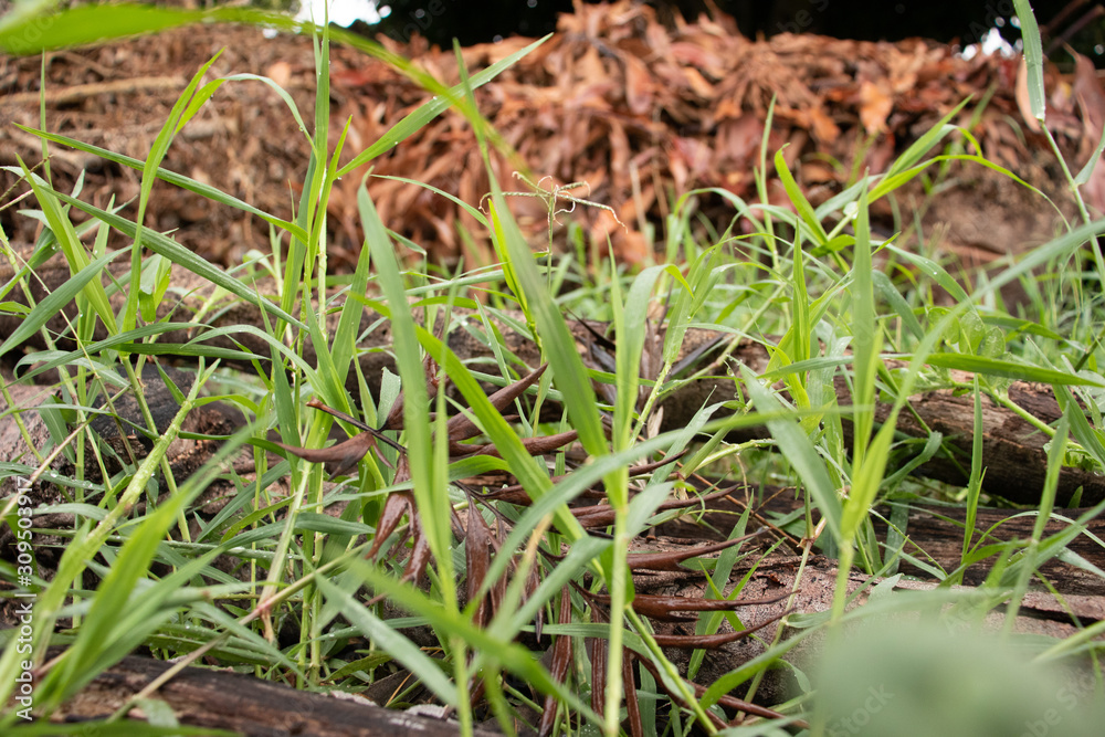 Green grass, logs and dry brown leaves, beautiful and fresh nature Green grass, logs and dry brown leaves, beautiful and fresh nature