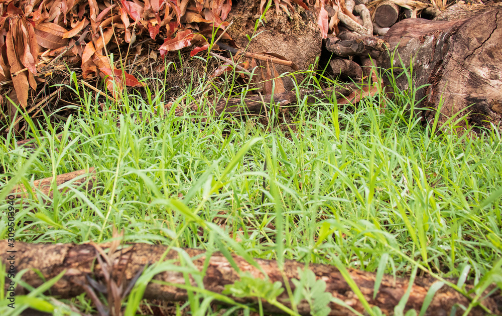 Naklejka premium Green grass and soil closeup with some dry leaves and logs. 