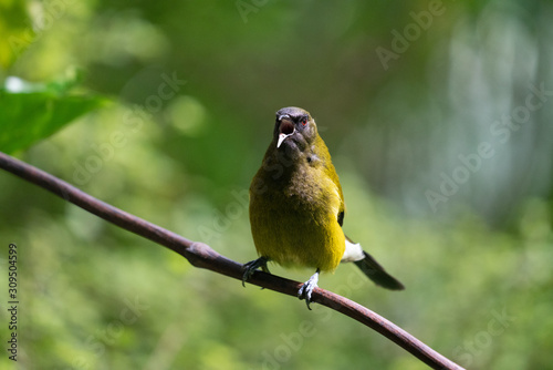 a Bellbird perched on a branch in New Zealand