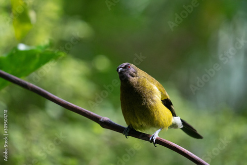 a Bellbird perched on a branch in New Zealand