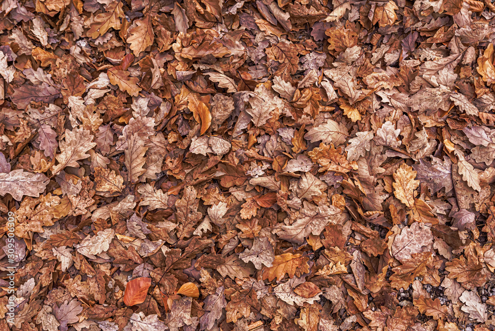 Autumn oak leaves background surface laying under feet
