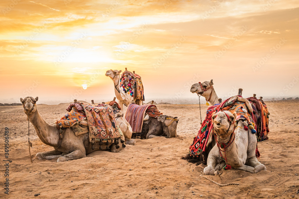 Camels at the Great Pyramids of Giza - obrazy, fototapety, plakaty 