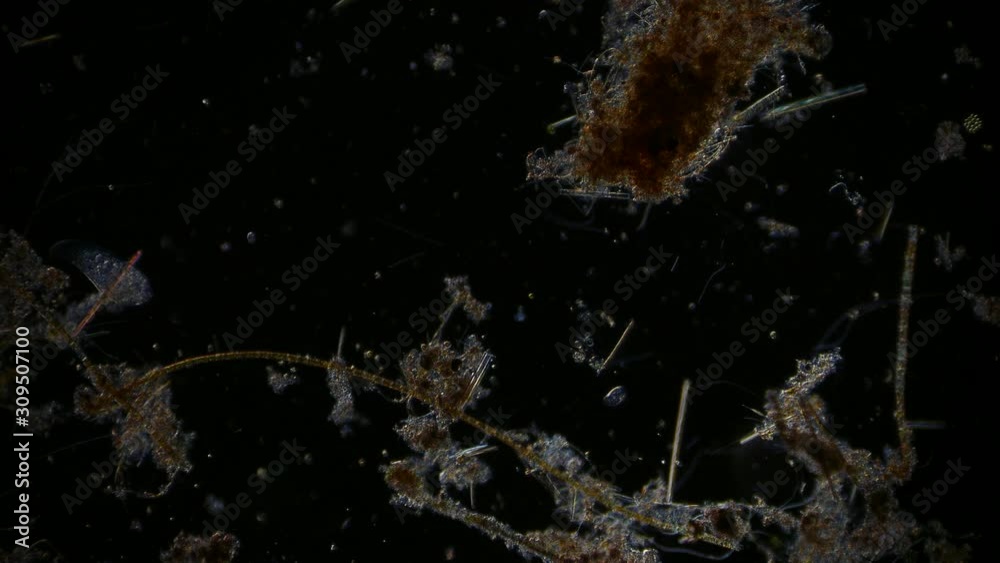 microorganism in pond water under microscope unicellular organisms ...