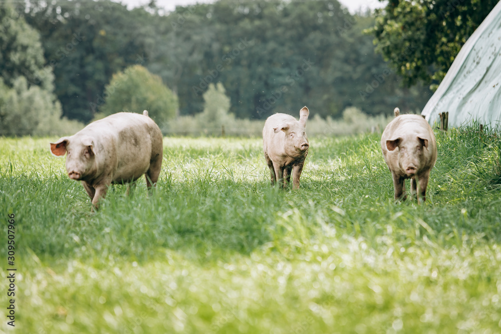 Pigs graze on farm in countryside. Pigs graze on a private farm Pigs graze on farm in countryside. Pigs graze on a private farm