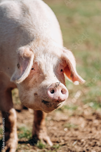 Pigs graze on the farm. Pigs and farm. © EwaStudio