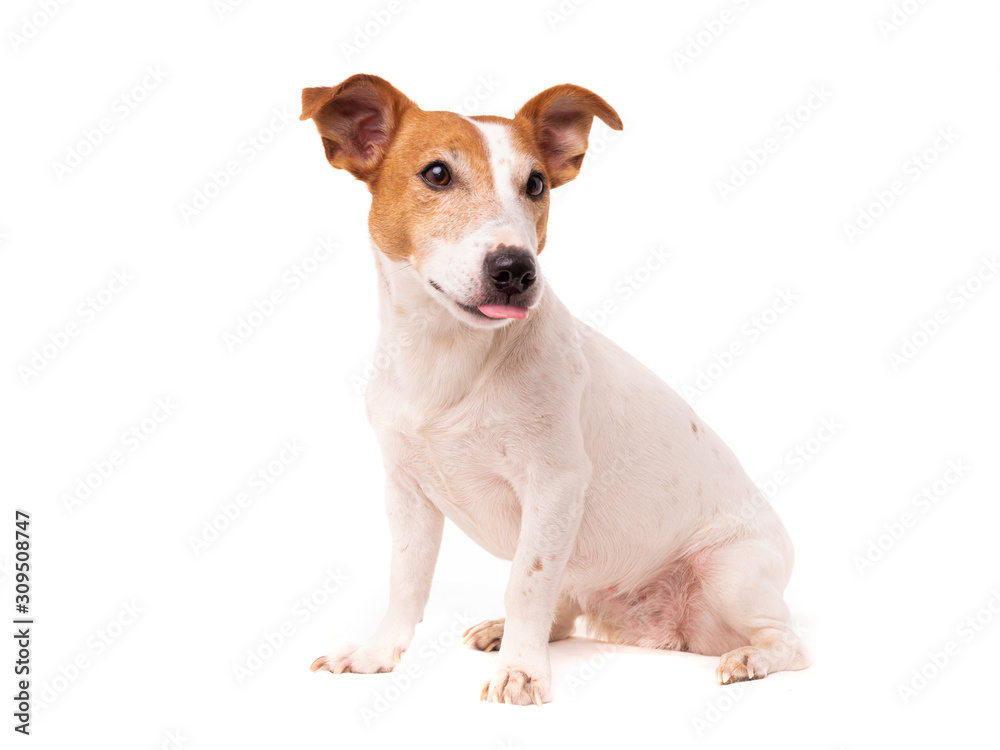 dog jack russell terrier looks up on a white background - obrazy, fototapety, plakaty 