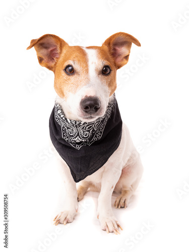 dog jack russell terrier looks up on a white background