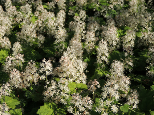 Coolwort or foam flower, Tiarella cordifolia,  during flowering