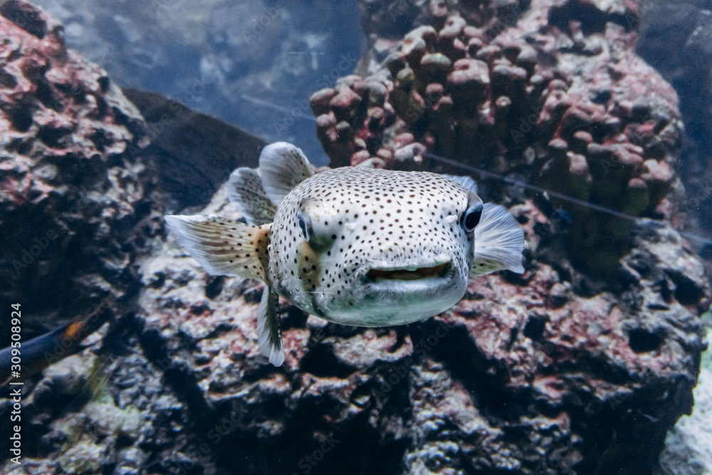 Fototapeta premium Fish diodon in the aquarium. Beautiful fish diodon.