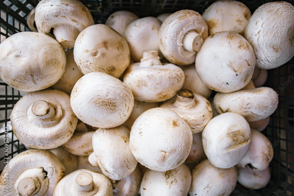 Photo Picture of Fresh White Mushroom Food Background Texture. A lot of mushrooms in the basket