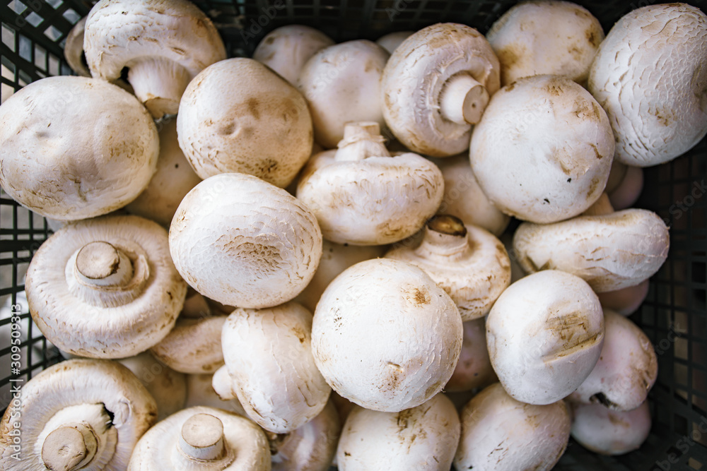 Photo Picture of Fresh White Mushroom Food Background Texture. A lot of mushrooms in the basket Photo Picture of Fresh White Mushroom Food Background Texture. A lot of mushrooms in the basket