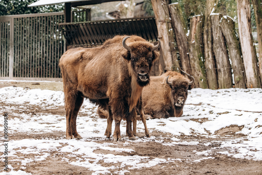 Bison in the reserve. Representatives of wild European bulls in the winter forest. Brown European Bison in winter Bison in the reserve. Representatives of wild European bulls in the winter forest. Brown European Bison in winter
