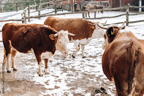 Brown and white cows walk near the farm building in winter