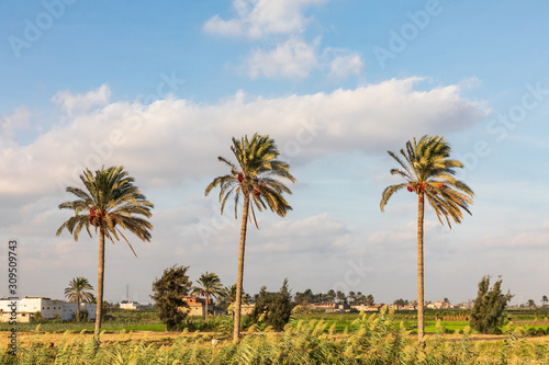 Palm trees in the countryside of the Nile River delta