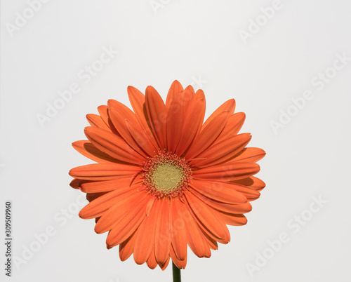 fiore isolato di gerbera arancio su fondo bianco