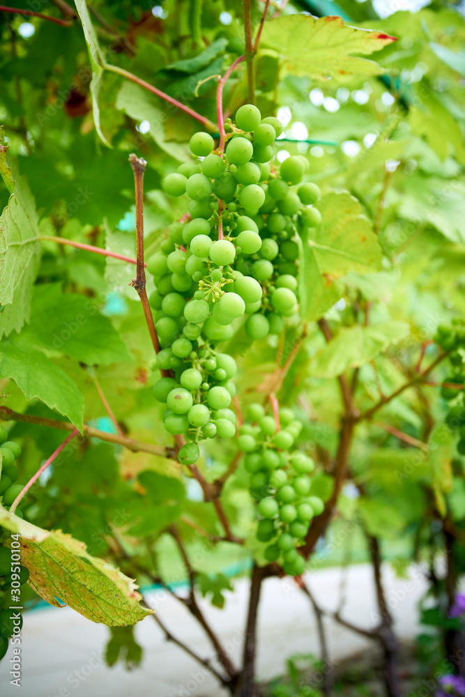 Ripe grapes on branch with leaves in wine region Ripe grapes on branch with leaves in wine region