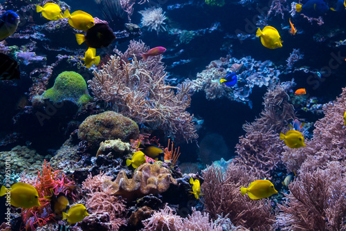 Fototapeta Naklejka Na Ścianę i Meble -  beautiful underwater world with  tropical fish