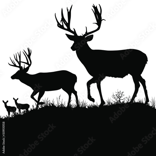 Obraz na płótnie Vector silhouettes of two large male mule deer bucks and two female doe deer in the background