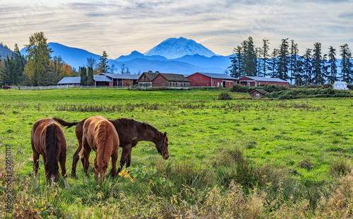 horses on a pasture with Mt Rainier in the background