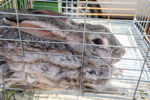 Rabbit for sale at the Souk al Gomaa Friday market in Cairo photo