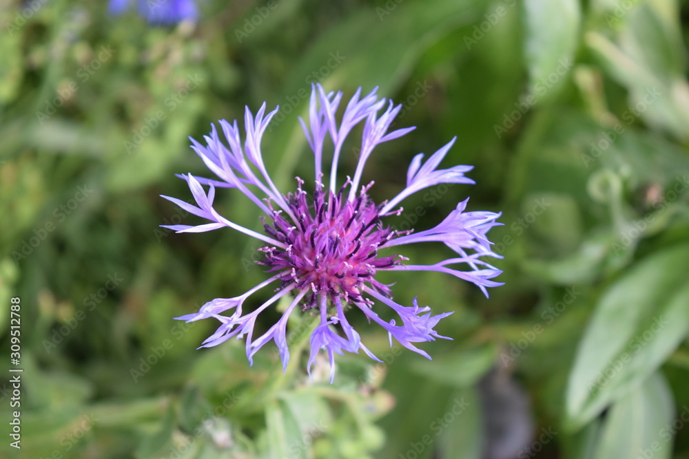 purple flower purple flower