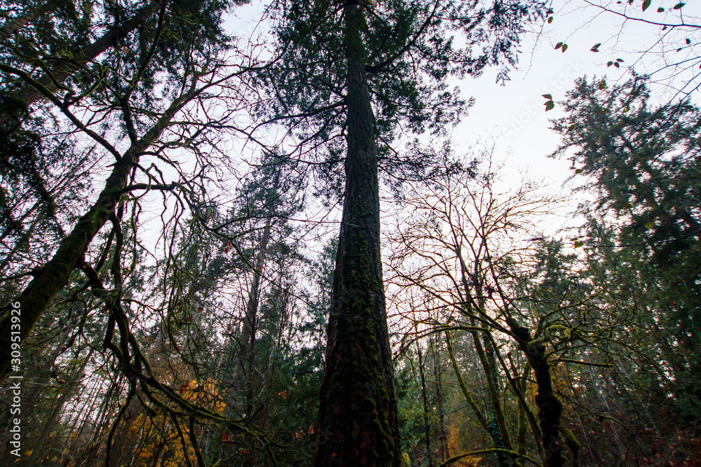 Naklejka premium Trees in the Forest