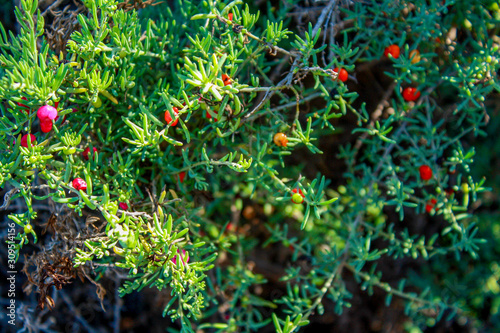 Ruby saltbush