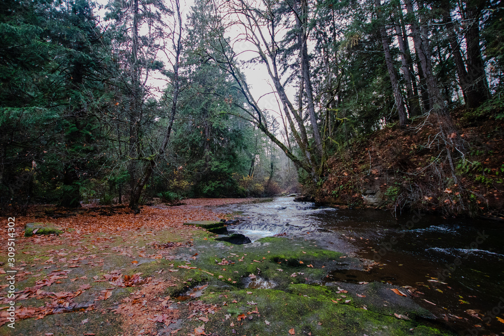Calm River in the Forest Calm River in the Forest