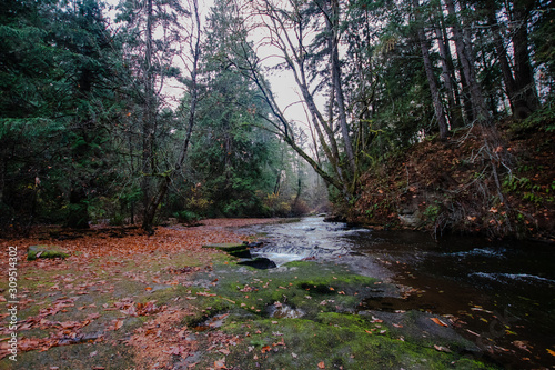 Calm River in the Forest