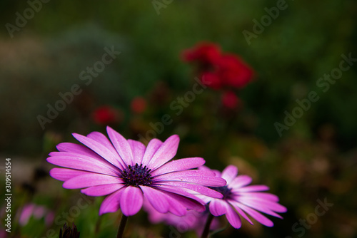 Flowers in the garden