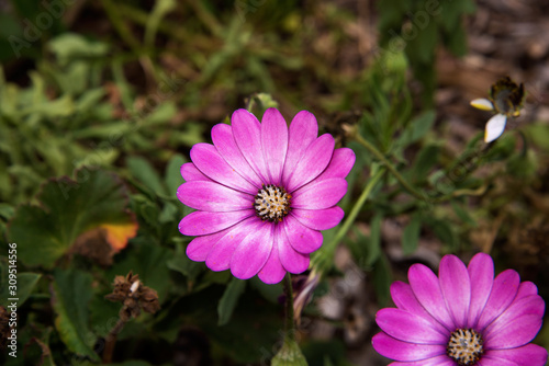 Flower in the garden