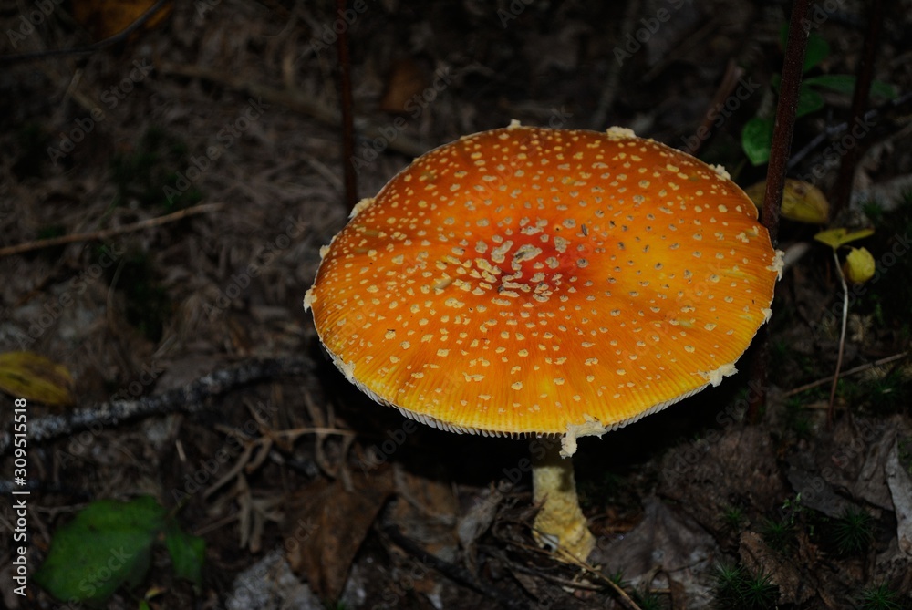 champignons champignons