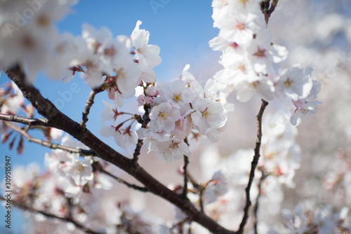 Sakura Tokyo