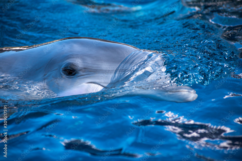 Fototapeta premium dolphin in blue water