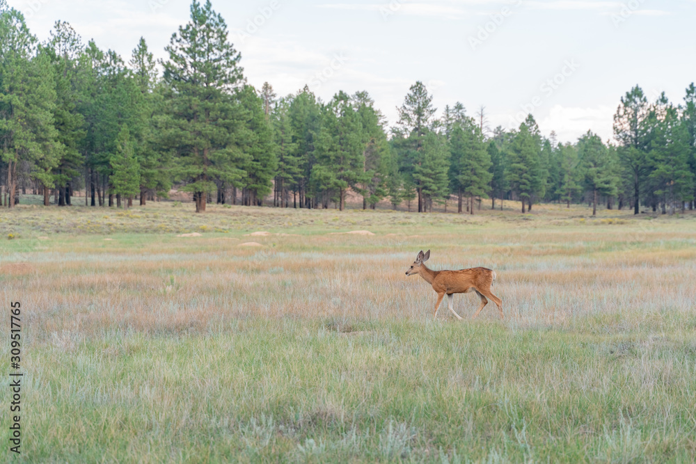 Deer running on the ground at Bryce Canyon National Park Deer running on the ground at Bryce Canyon National Park
