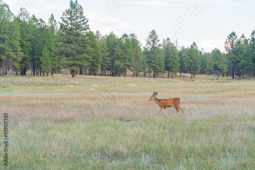 Deer running on the ground at Bryce Canyon National Park