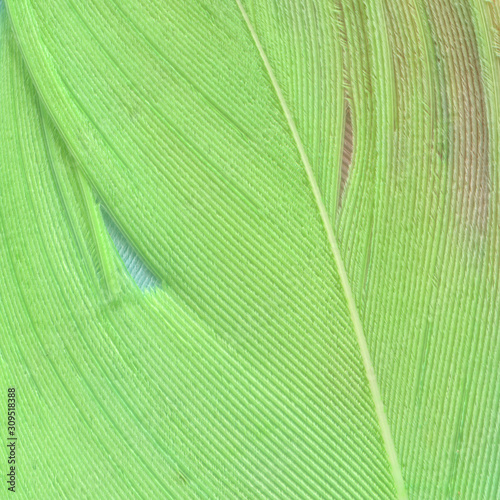 Macro texture of a green feather of a tropical bird