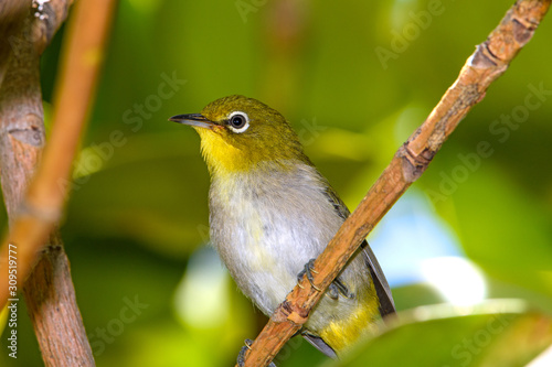 Warbling white-eye (Zosterops japonicus) close-up photo