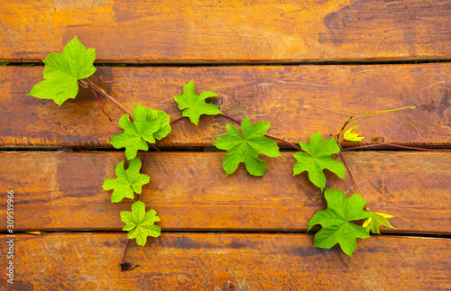 The leaves on the wooden floor use as a background, idea copy space