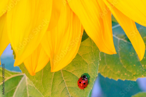 ladybug on sunflower