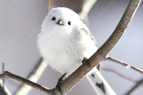 北海道に生息の可愛い野鳥