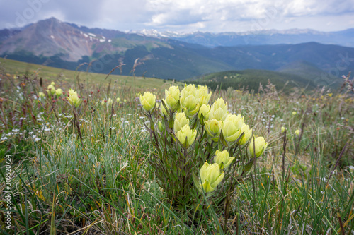 Colorado Meadows at Mount Guyot #9 photo