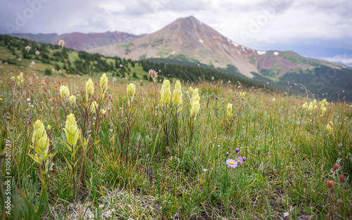 Colorado Meadows at Mount Guyot #10 photo